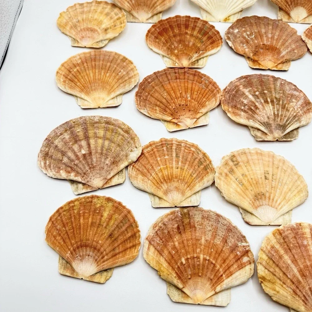 19 Large Irish Flat Scallops Shells Seashells 3.5